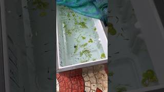 ഗപ്പികളെ 🥳Fridge Box ലേക്ക് മാറ്റി 😻 Part 2 I Guppies New Tank I #trending #guppy #viral #shortvideo