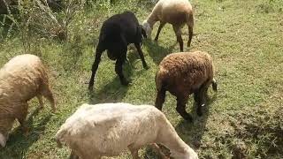 Nari suvarna sheep open grazing