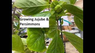 Growing Jujube & Persimmons