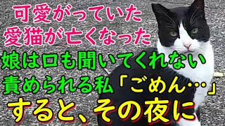 #193【猫の不思議な話】一人娘が可愛がっていた愛猫があの世へ逝った するとある日、奇妙のことが起こり始めた その夢はなんと・・【朗読】