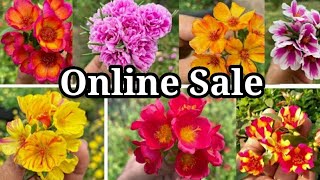 How to care Portulaca plant || Best fertilizer for Portulaca || #Portulaca || Moss rose plant