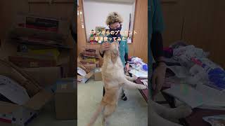 ファンからのプレゼントを早速使ってみた！役に立ちます。 #ゴールデンレトリバー子犬