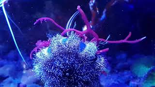 Yellow striped clingfish (Diademichthys lineatus) eating urchin tubefeet