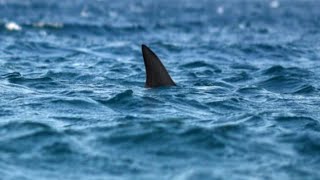 The Sydney Shark Attack | The Most Infamous Shark Attack of Recent Times