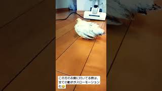 すべての音が敵#チャボ#桂チャボ