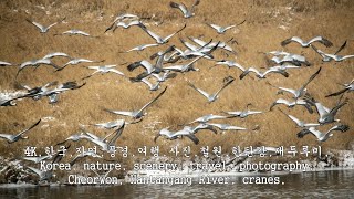 4,사진,철원,한탄강,재두루미,Cheorwon, Hantangang River, cranes,