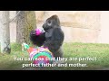 Baby Gorilla Gender Reveal at Gladys Porter Zoo