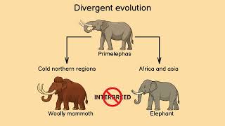 Divergent Evolution: How One Ancestor Became Many