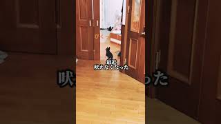 親犬がそろそろヤバイ