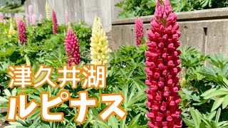 津久井湖とルピナス Blue lake and lupine flowers at Lake Tsukui