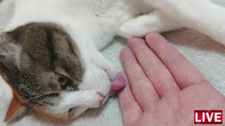 （生音）ゴロゴロ喉を鳴らしながら最後は手をペロペロしてくれる三毛猫