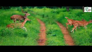 Deer of Melghat Tiger Reserve | Magical Melghat | Melghat Tiger Reserve