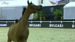 N87 SQ SHAZA- Al Shiraa Int. Arabian Horse Show 2020 - Fillies 2 Years Old (Class 2B)