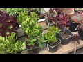 succulent nursery plant names succulent identification