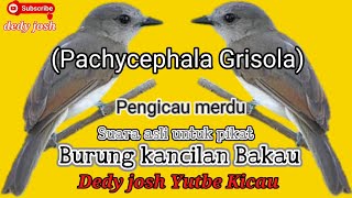 Suara Burung Kancilan Bakau gacor jernih bersautan sangat ampuh untuk pancingan bunyu dan masteran