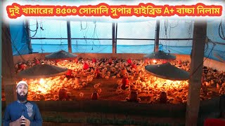 শীতে দুই খামারে ৪৫০০ সোনালি সুপার হাইব্রিড A+ বাচ্চা নিলাম।এইবার ব্রুডিংএ মৃত্যু ০%।