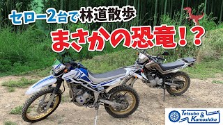 【林道散策】【セロー250】セロー2台で林道散歩　