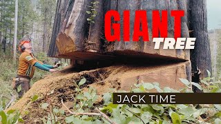 9ft Double Tree | Jacking a Huge Cedar