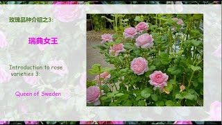 【玫瑰品种介绍】3 丰花直立最仙玫瑰--瑞典女王 【 Introduction to rose varieties】3: Queen of Sweden