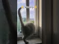 escape artist cat pet trick catsoftiktok trending window funny talent missionimpossible