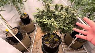 Growing weed at home under mars Hydro LEDs. Garden update.