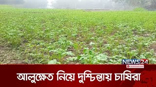 তীব্র শীত ও ঘন কুয়াশায় লালমনিরহাটের বিভিন্ন স্থানে আলুক্ষেতে পচন | Lalmonirhat Potato | News24