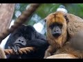 Hear a Howler Monkey Howl!