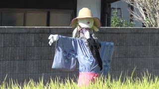 田んぼの手作り案山子（カカシ・かかし）６体 handmade scarecrows in a paddy field