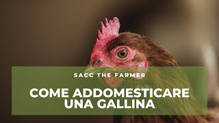 Come addomesticare una gallina (Speciale gallina Isa Brown)