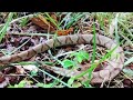 copperhead release in remote area.