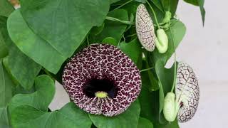 ספלול נאה במרפסת 🥀 Aristolochia elegans