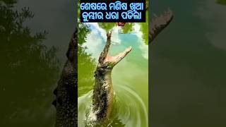 ଶେଷ ରେ ମଣିଷ ଖିଆ କୁମ୍ଭୀର ଧରା ପଡ଼ିଲା 🐊|| crocodile🐊 Jajpur ||#shorts #shortsvideo #youtubeshorts