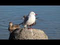 多摩川河口のオナガガモ