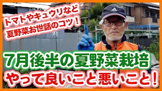 家庭菜園や農園のトマト栽培やキュウリ栽培など夏野菜栽培で7月後半にやって良いこと！悪いこと！【農家直伝】Tips for growing summer vegetables in late July.