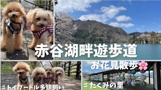 【絶景】🌸お花見散歩🌸赤谷湖畔遊歩道に行ってきました🐶【トイプードル多頭飼い】【dog】【toypoodle】【たくみの里】