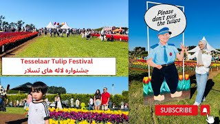 در این جشنواره بیش از نیم میلیون گل لاله موجود بود. Tesselaar Tulip Festival with family