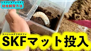 小型のヘラクレス【ヘラクレス・レイディ】の幼虫飼育方法