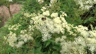 Filipendula ulmaria (L.) Maxim. (tužebník jilmový)