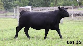 Lot 35 | The Fall Angus Classic