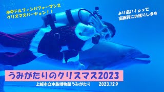 【高画質】水中ドルフィンパフォーマンス、Xmasバージョン2023・上越市水族館うみがたり（2023.12.9）