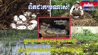 ​មន្ត្រី​អភិរក្ស​និង​អង្គការ​សត្វព្រៃប្រទះឃើញនៅក្នុង​តំបន់​អភិរក្ស​សត្វ​ក្រពើ​បឹង​វាលវែង