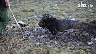 Feuerwehreinsatz bei Hürup: Highland-Rind im Morast versunken