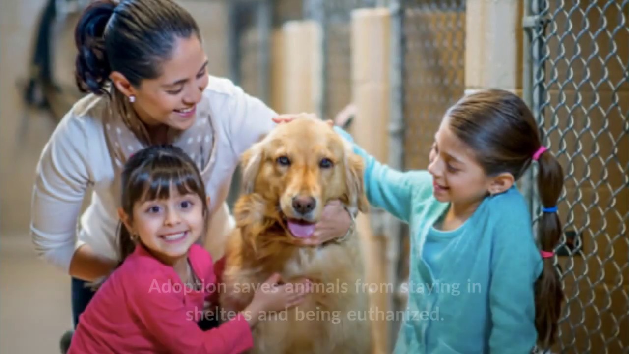 Why You Should Adopt A Pet Rather Than Buy - YouTube