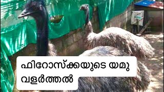 ഫിറോസ്ക്കയുടെ യമു വളർത്തൽ #EMU BIRD FARMING