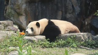 20230309 圓寶嚶叫想回家 午餐放好等大駕 Giant Panda Yuan Bao