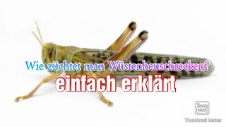 Wüstenheuschrecken Zucht | einfach erklärt (alles was man wissen muss)