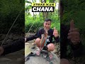 tak di sangka😱 mancing di sungai dapat ikan chana limbata babon fishing mancing mancingmania