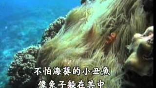 海葵與小丑魚的共生12