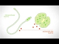 Understanding Cyanotoxins & Cyanobacteria