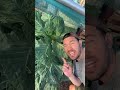 Growing a giant cabbage